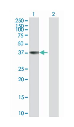 annexin A9, Mouse, Purified MaxPab Polyclonal Antibody, Abnova 50&mu;g;