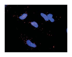 mitogen-activated protein kinase-activated protein kinase 5, Rabbit, Purified