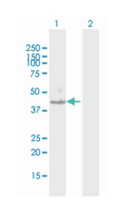 kynurenine 3-monooxygenase (kynurenine 3-hydroxylase), Mouse, Purified