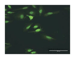 hemopoietic cell kinase, Rabbit, Purified MaxPab Polyclonal Antibody, Abnova