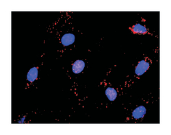hemopoietic cell kinase, Rabbit, Purified MaxPab Polyclonal Antibody, Abnova