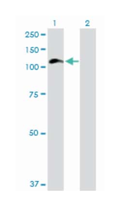 HIP1, Mouse, Purified MaxPab Polyclonal Antibody, Abnova 50&mu;g; Unlabeled:Antibodies,