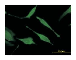 HINT1, Mouse, Clone: 2D7, Abnova 100&mu;g; Unlabeled:Antibodies, Monoclonal