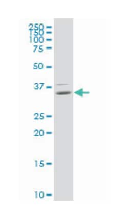 homeobox B9, Mouse, Clone: 3C8, Abnova 100&mu;g; Unlabeled:Antibodies,