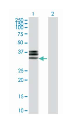 hemopexin, Rabbit, Purified MaxPab Polyclonal Antibody, Abnova 100&mu;g;