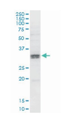 hydroxysteroid (11-beta) dehydrogenase 1, Mouse, Clone: 2C10, Abnova 200&mu;L;