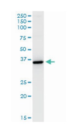 hydroxysteroid (11-beta) dehydrogenase 1, Mouse, Clone: 2C10, Abnova 200&mu;L;