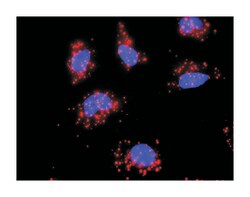 heat shock 70kDa protein 1B, Mouse, Clone: 2D11, Abnova 100&mu;g; Unlabeled:Antibodies,