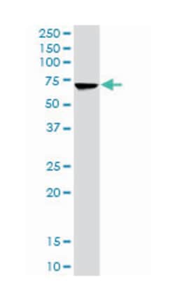 heat shock 70kDa protein 2, Rabbit, Polyclonal Antibody, Abnova 100 &mu;g | Buy Online | Abnova Corporation | Fisher Scientific