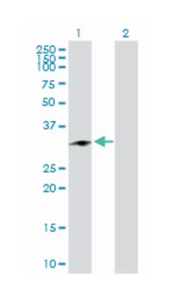 chromatin modifying protein 1A, Rabbit, Purified MaxPab Polyclonal Antibody,