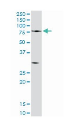 proprotein convertase subtilisin/kexin type 2, Rabbit, Purified MaxPab