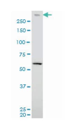 protein kinase, DNA-activated, catalytic polypeptide, Mouse, Clone: 2A8, Abnova™