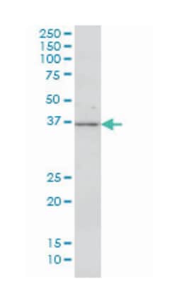 MAP2K3, Mouse, Clone: 2F12, Abnova 200&mu;L; Unlabeled:Antibodies, Monoclonal
