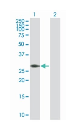pyrroline-5-carboxylate reductase 1, Rabbit, Purified MaxPab Polyclonal Antibody, Abnova 100 &mu;g | Buy Online | Abnova Corporation | Fisher Scientific