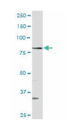 glutaminyl-tRNA synthetase, Rabbit, Purified MaxPab™ Polyclonal Antibody, Abnova™