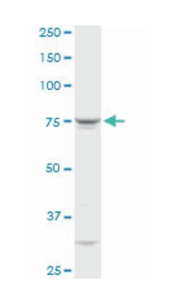 glutaminyl-tRNA synthetase, Rabbit, Purified MaxPab Polyclonal Antibody,