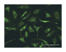 glutaminyl-tRNA synthetase, Rabbit, Purified MaxPab Polyclonal Antibody,
