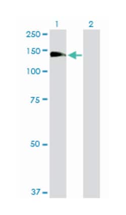 ral guanine nucleotide dissociation stimulator, Rabbit, Purified MaxPab
