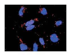 RAP1A, member of RAS oncogene family, Mouse, Clone: 3E1, Abnova™