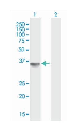 ribosomal protein, large, P0, Mouse, Purified MaxPab Polyclonal Antibody,