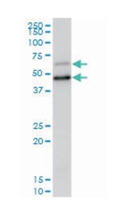 sterol carrier protein 2, Mouse, Purified MaxPab Polyclonal Antibody, Abnova