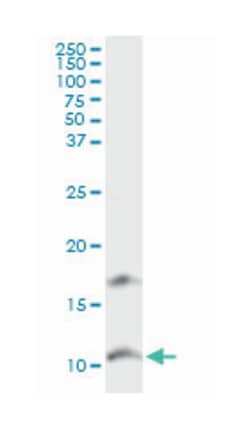 chemokine (C-X-C motif) ligand 11, Rabbit, Purified MaxPab Polyclonal Antibody,
