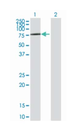 solute carrier family 3 (activators of dibasic and neutral amino acid transport),