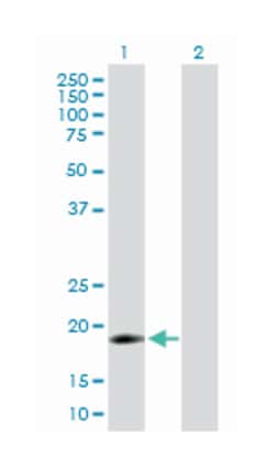 interferon, alpha 16, Mouse, Purified MaxPab Polyclonal Antibody, Abnova