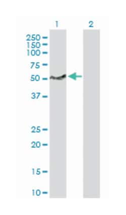 lymphocyte-specific protein 1, Rabbit, Purified MaxPab Polyclonal Antibody,