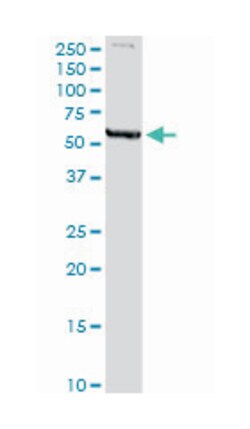 MAOA, Rabbit, Purified MaxPab Polyclonal Antibody, Abnova 100&mu;g; Unlabeled:Antibodies,