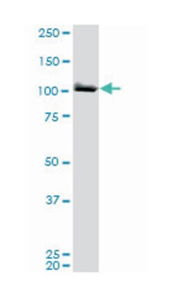 MCM3, Mouse, Clone: 4F7, Abnova 200&mu;L; Unlabeled:Antibodies, Monoclonal