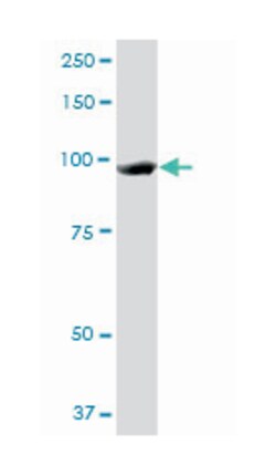 MCM3, Mouse, Clone: 4F7, Abnova 200&mu;L; Unlabeled:Antibodies, Monoclonal