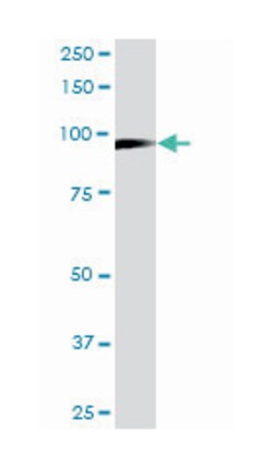 MCM3, Mouse, Clone: 4F7, Abnova 200&mu;L; Unlabeled:Antibodies, Monoclonal