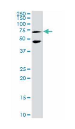 MEF2C, Rabbit, Purified MaxPab Polyclonal Antibody, Abnova 100&mu;g; Unlabeled:Anticuerpos