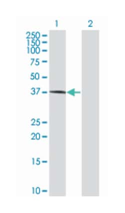 v-mos Moloney murine sarcoma viral oncogene homolog, Mouse, Polyclonal