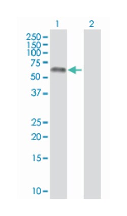 nucleosome assembly protein 1-like 1, Mouse, Polyclonal Antibody, Abnova