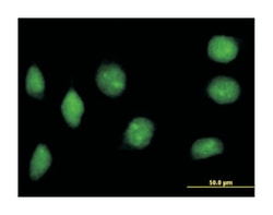 nucleosome assembly protein 1-like 2, Mouse, Purified MaxPab Polyclonal