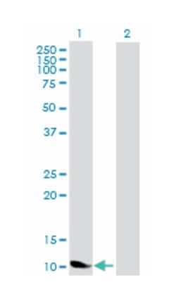 NDP, Mouse, Purified MaxPab Polyclonal Antibody, Abnova 50&mu;g; Unlabeled:Antibodies,