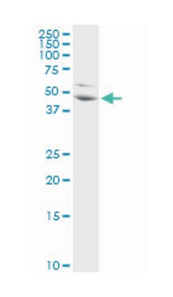 proliferation-associated 2G4, Rabbit, Purified MaxPab Polyclonal Antibody,