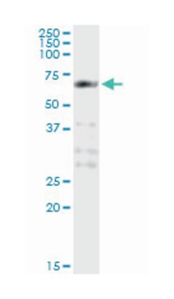 PCTAIRE protein kinase 1, Mouse, Clone: 2E5, Abnova 100&mu;g; Unlabeled:Antibodies,