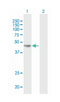 pyruvate dehydrogenase (lipoamide) alpha 1, Mouse, Purified MaxPab Polyclonal