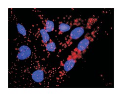 CDC45 cell division cycle 45-like (S. cerevisiae), Rabbit, Purified MaxPab