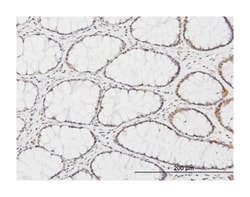 Kruppel-like factor 11, Mouse, Clone: 10D8, Abnova&trade;