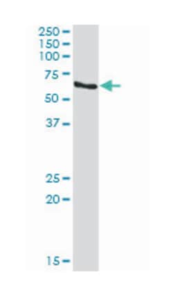 recombination signal binding protein for immunoglobulin kappa J region, Rabbit, Purified MaxPab™ Polyclonal Antibody, Abnova™