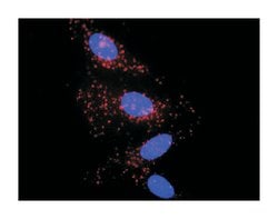 interleukin 1, beta, Rabbit, Purified MaxPab Polyclonal Antibody, Abnova 100 &mu;g | Buy Online | Abnova Corporation | Fisher Scientific