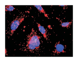 v-kit Hardy-Zuckerman 4 feline sarcoma viral oncogene homolog, Rabbit, Purified MaxPab Polyclonal Antibody, Abnova 100 &mu;g | Buy Online | Abnova | Fisher Scientific