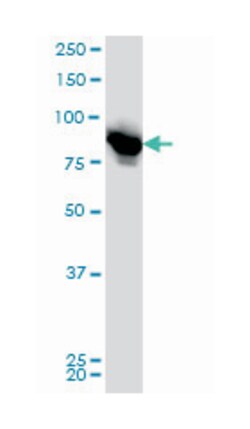leucine zipper-EF-hand containing transmembrane protein 1, Mouse, Clone: