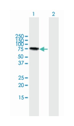 lectin, galactoside-binding, soluble, 3 binding protein, Mouse, Purified MaxPab™ Polyclonal Antibody, Abnova™
