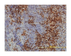 lymphocyte antigen 6 complex, locus H, Mouse, Clone: 3E10, Abnova 100&mu;g;