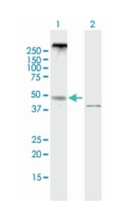 neuropeptide Y receptor Y5, Mouse, Purified MaxPab&trade; Polyclonal Antibody, Abnova&trade;